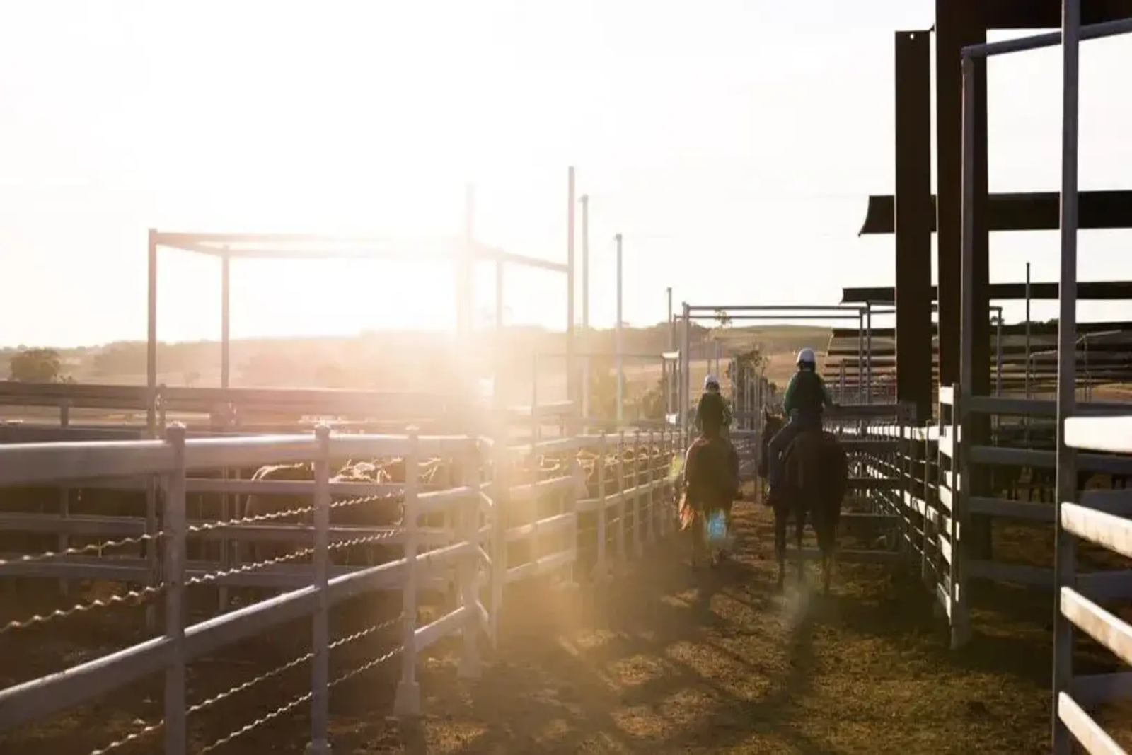 Cattle ranch yard with cowboys herding livestock at sunset
