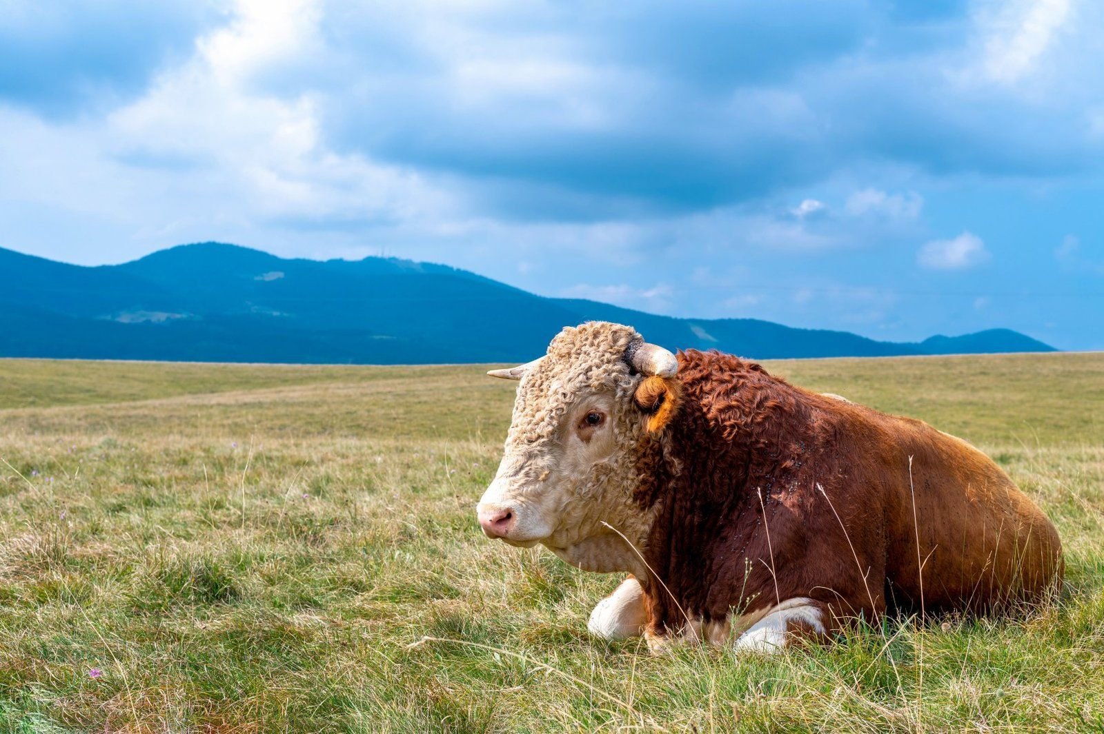A cow resting on grass-covered hills in Australia.